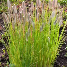 pennisetum-rozplenica-magic-1-szt-doniczka-p9