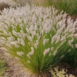 pennisetum-rozplenica-olimpia-1-szt-doniczka-p9