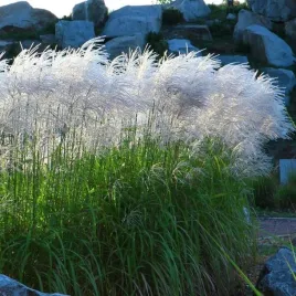 miskant-chinski-memory-1-szt-doniczka-c3