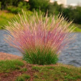 festuca-kostrzewa-trawa-walberla-1-szt-c3