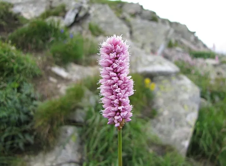rdest-wezownik-sadzonki-p9-wysokosc-sadzonki-6-cm