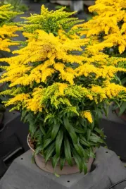 nawloc-golden-dwarf-solidago-sadzonka-p9