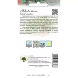 kolendra-siewna-3g-legutko-55-styl-ogrod-wiejski-ogrod-nowoczesny