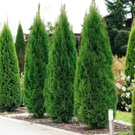 thuja-tuja-smaragd-1-szt-doniczka-p9