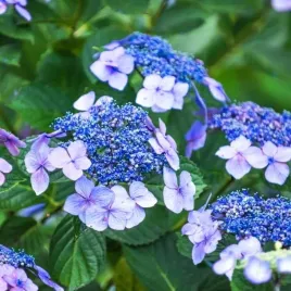 hortensja-pilkowana-summer-glow-1-szt-doniczka-p9