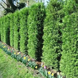 thuja-tuja-brabant-1-szt-doniczka-p9