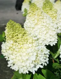 hortensja-bukietowa-magical-sweet-summer-1-szt-p9