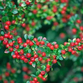 irga-szwedzka-coral-beauty-1-szt-doniczka-p9