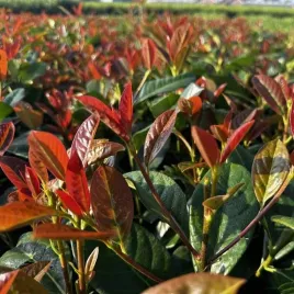 laurowisnia-prunus-on-fire-1-szt-doniczka-p9