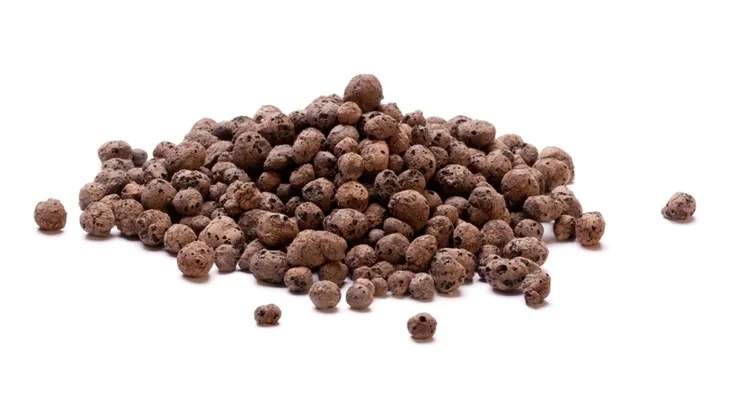 cebula-agostana-5g-legutko-1-typ-warzywa