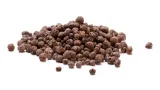 cebula-agostana-5g-legutko-1-typ-warzywa