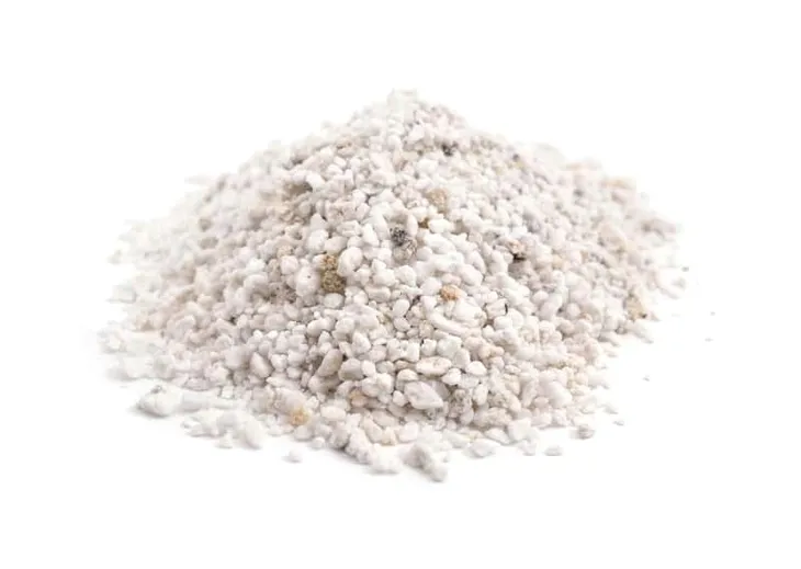 cebula-agostana-5g-legutko-1-forma-nasion-tradycyjne