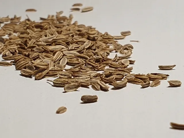 cebula-agostana-5g-legutko-1-rodzaj-rosliny-cebula-marka-w-legutko