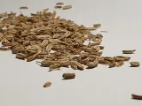 cebula-agostana-5g-legutko-1-rodzaj-rosliny-cebula-marka-w-legutko