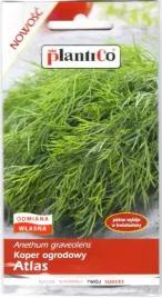 koper-ogrodowy-atlas-5g-plantico-nasiona-kopru-o-intensywnym-aromacie
