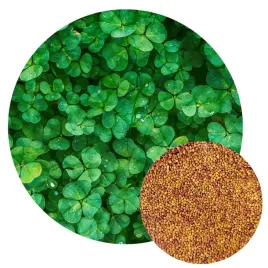 mikrokoniczyna-biala-nasiona-koniczyna-drobnolistna-na-trawnik-500g