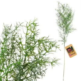 asparagus-pik-80cm-galazka-sztuczna-jak-zywa-wypelniacz-do-bukietow-stroik