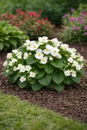 begonia-ambassador-white-begonia-semperflorens-ambassador-white