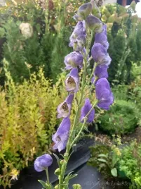 tojad-mocny-bylina-do-cienistego-i-wilgotnego-ogrodu