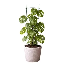 podpora-pierscieniowa-do-roslin-90-cm-obrecz-do-kwiatow-3-pierscienie