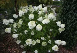 hortensja-bukietowa-silver-dollar-10-20cm-sliczna-sadzonka