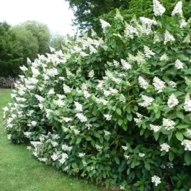 hortensja-bukietowa-tardiva-20-40cm-drobne-kwiatostany