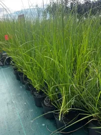 duza-trawa-pampasowa-biala-cortaderia-sadzonka-3l-klasyczna-elegancja