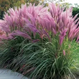 rozplenica-japonska-red-head-czerwone-pioropusze-w-twoim-ogrodzie-poj-c2