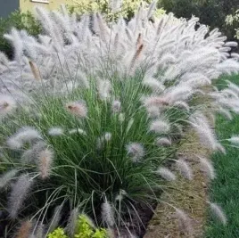 rozplenica-japonska-hameln-sadzonka-w-doniczce-1-5l-bezowe-klosy-do-ogrodu