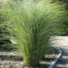 miskant-chinski-morning-light-elegancja-w-twoim-ogrodzie-sadzonka-poj-2l