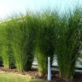 miskant-chinski-gracillimus-elegancja-w-twoim-ogrodzie-sadzonka-poj-2l