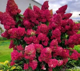 hortensja-bukietowa-magical-flame-20-40cm-wyjatkowa-czerwien