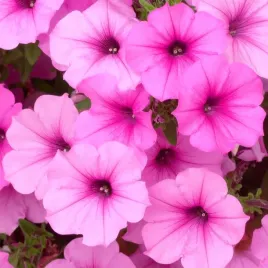 surfinia-supertunia-vista-bubblegum-rozowa-sadzonka-w-doniczce-p10