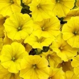 surfinia-supertunia-vista-mini-yellow-zolta-sadzonka-w-doniczce-p10