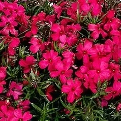 flox-floks-szydlasty-goldiphlox-red-kwitnie-120-dni-sadzonka-w-p10-w05