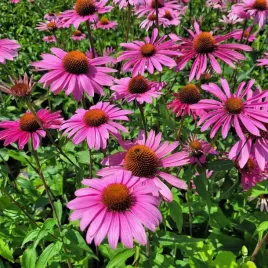 jezowka-purpurowa-magnus-sadzonka-w-doniczce-p9-do-twojego-ogrodu-fiolet