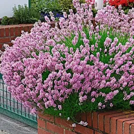 lawenda-waskolistna-rosea-rozowy-kwiat-sadzonka-w-doniczce-p9-miododajna