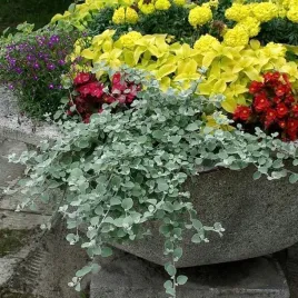 kocanka-wlochata-srebrzysta-sadzonka-w-doniczce-p10-do-skrzynek-wiszaca