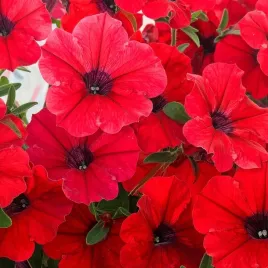 surfinia-supertunia-vista-strawberry-cherry-czerwona-sadzonka-w-doniczce