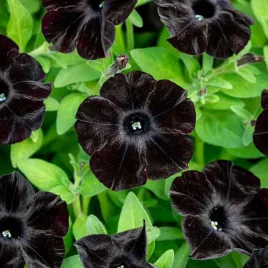 surfinia-black-ray-czarna-aksamitna-unikat-mocna-sadzonka-w-doniczce-p10