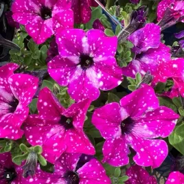 surfinia-baby-doll-rozowa-biale-kropki-mocna-sadzonka-w-doniczce-p10-taras