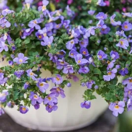 bakopa-fioletowa-sadzonka-w-doniczce-p10-obfite-kwitnienie-kaskada-kwiatow