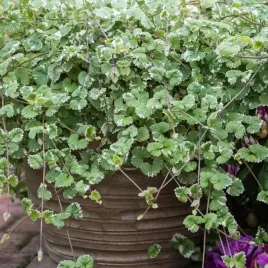 bluszczyk-kurdybanek-zwisajaca-roslina-do-kompozycji-sadzonka-doniczka-p10