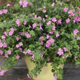 bakopa-rozowa-sadzonka-w-doniczce-p10-obfite-kwitnienie-kaskada-kwiatow