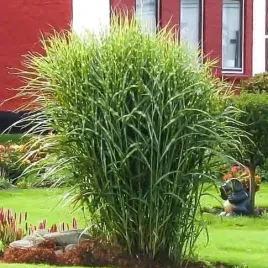 miskant-chinski-little-zebra-trawa-paski-sadzonka-w-doniczce-2l-zebrinus