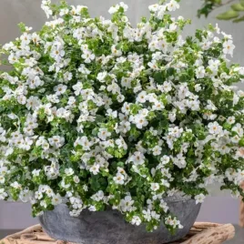 bakopa-biala-sadzonka-w-doniczce-p10-obfite-kwitnienie-kaskada-kwiatow