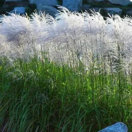 miskant-chinski-memory-trawa-srebrzysta-mocna-sadzonka-w-doniczce-2l-silver