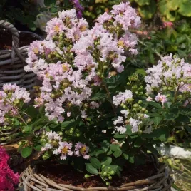 lagerstroemia-indyjska-with-love-babe-rozowa-sadzonka-w-doniczce-p9