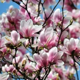 magnolia-soulangeana-sadzonka-p9-bialo-rozowa-duze-kwiaty-krzew-ogrodowy