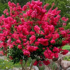 lagerstroemia-indyjska-petite-red-czerwona-sadzonka-w-doniczce-p9
